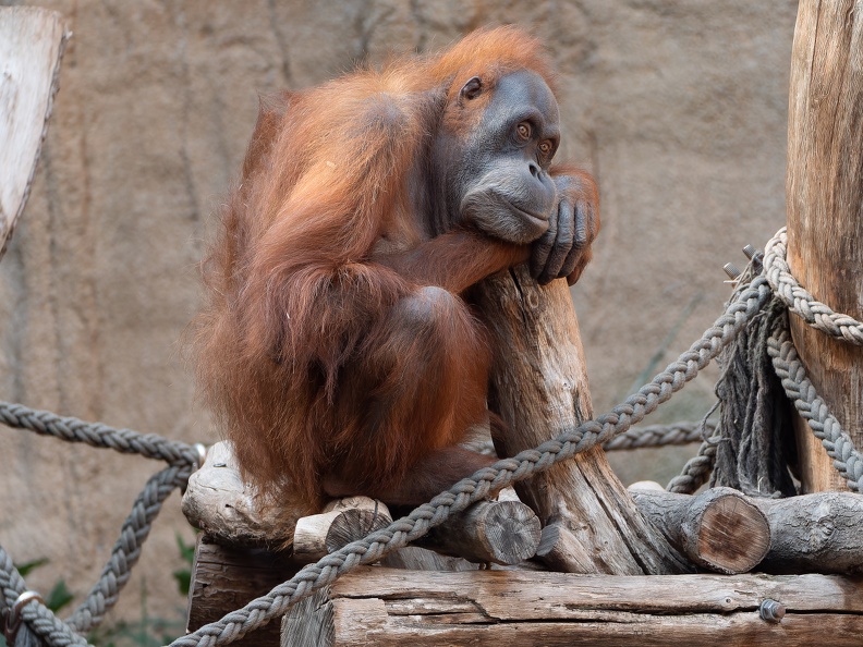 ZOO Leipzig März 2022 220309-3