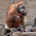 ZOO Leipzig März 2022 220309-3