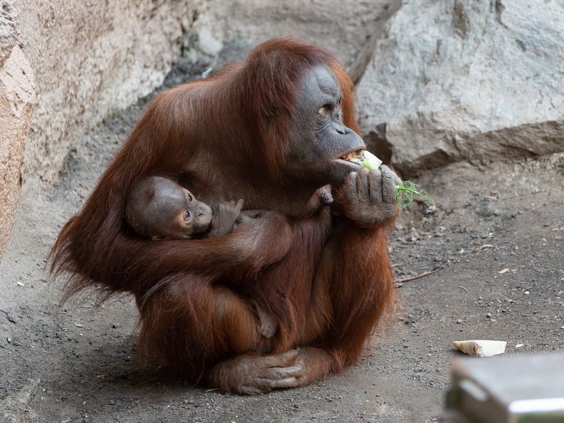 ZOO Leipzig März 2022 220309-4