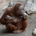 ZOO Leipzig März 2022 220309-4