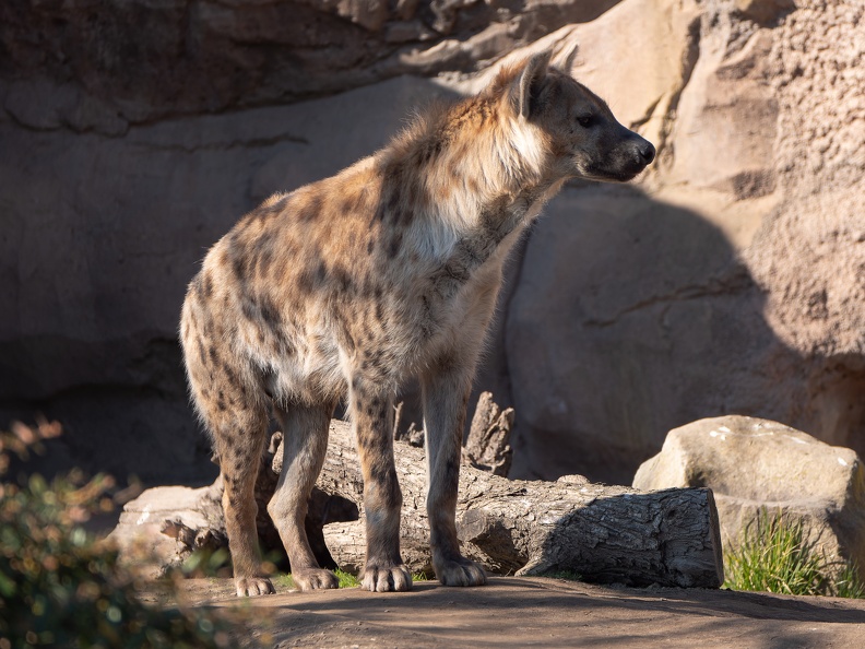 ZOO Leipzig März 2022 220309-5