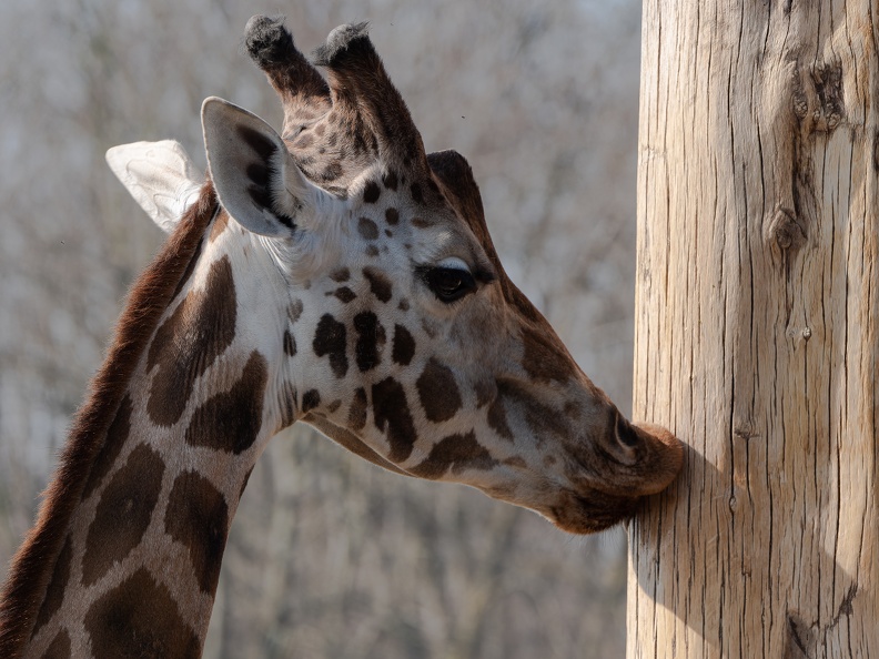 ZOO Leipzig März 2022 220324-2