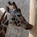 ZOO Leipzig März 2022 220324-2