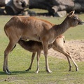ZOO Leipzig März 2022 220324-4