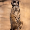ZOO Leipzig März 2022 220324-5