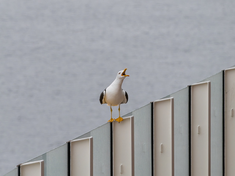 Schreihals auf Deck 8